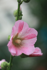 Fototapeta na wymiar Pink hollyhock flowers with drops of water