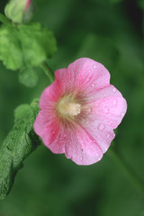 Pink hollyhock flowers with drops of water