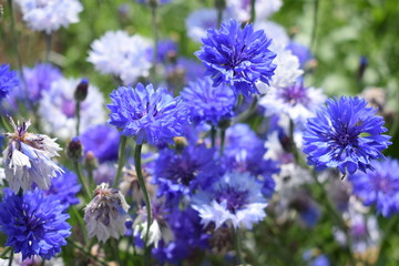 blue flowers in the field