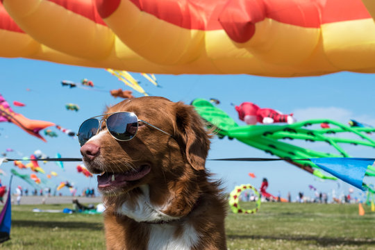 Hund beim Drachenfest an der Nordsee