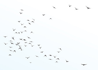 silhouette of a flock of flying birds