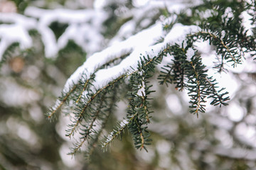 Close-up of pine tree covered with snow frost in winter. Fir branch heavily covered with fresh snow on pure white. Snow-covered tree branch. Spruce branch with snowflakes.  Christmas tree in snow