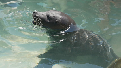 Fototapeta premium seal in the water
