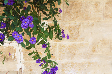 Fototapeta na wymiar Purple Lobelia growing over a stone wall