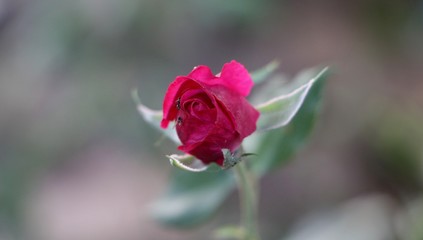 Red rose flower with blur background