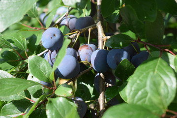 plums on tree