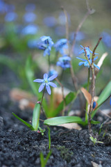 Flowers of the woods (scylla, scilla) in spring forest