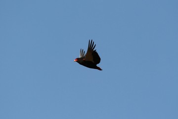 Bateleur - Bateleur des savanes