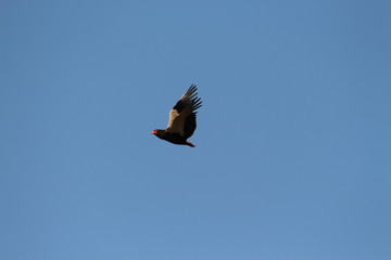Bateleur - Bateleur des savanes