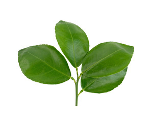 citrus, lime leaves, Lemon leaf isolated on white background