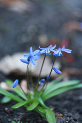Flowers of the woods (scylla, scilla) in spring forest