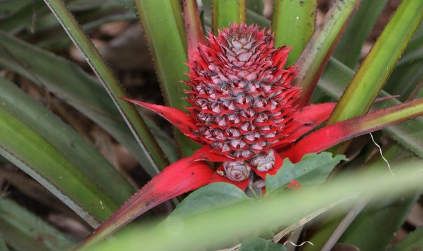 Small pineapple fruit on the tree