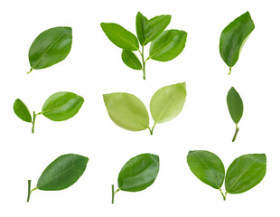 citrus, lime leaves, Lemon leaf isolated on white background