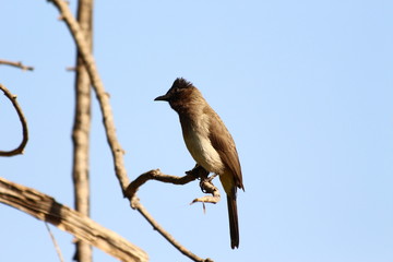A dark-capped bulbul in close-up