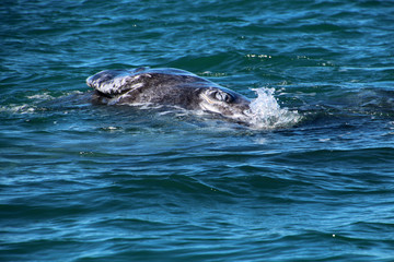 Obraz premium Whale Watching- Baja California