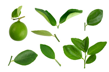 citrus, lime leaves, Lemon leaf isolated on white background