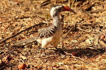 Hornbill in South Africa - Calao en Afrique