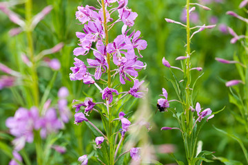 A bee collects honey from pink fireweed flowers. Close-up on a background of green meadow