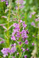 A bee collects honey from pink fireweed flowers. Close-up on a background of green meadow