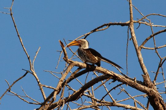 Hornbill in South Africa - Calao en Afrique