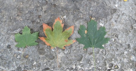 Autumn leaves on concrete floor. Chestnut leaves on the ground and stones background , autumn leaves.