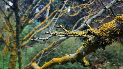 Moss on a tree branch