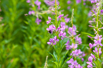 A bee collects honey from pink fireweed flowers. Close-up on a background of green meadow