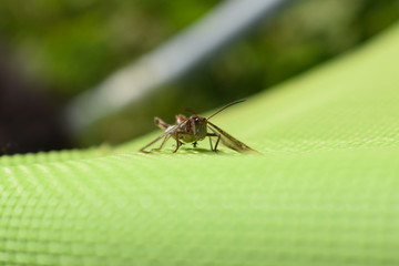 grasshopper on a green background on a summer day