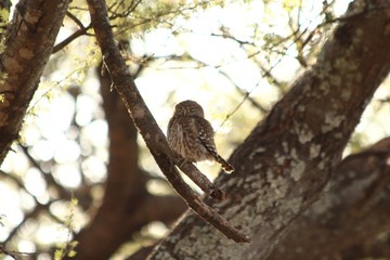 A pearl spotted owlet in its tree - une chevêchette perlée