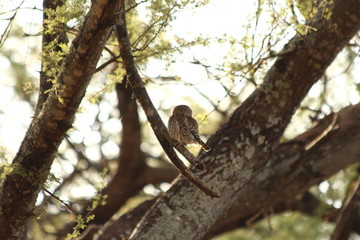A pearl spotted owlet in its tree - une chevêchette perlée