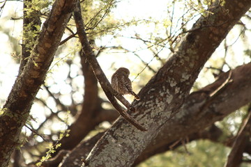 A pearl spotted owlet in its tree - une chevêchette perlée