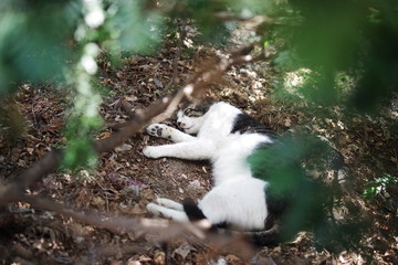 Fototapeta premium cute lovely street cat