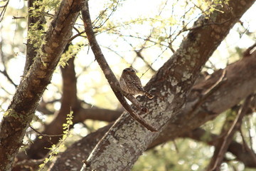 Fototapeta na wymiar A pearl spotted owlet in its tree - une chevêchette perlée