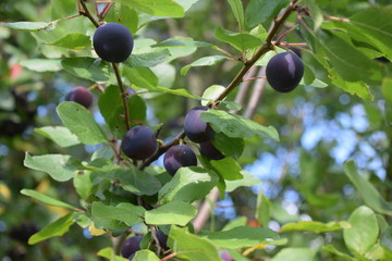 ripe plums on a tree