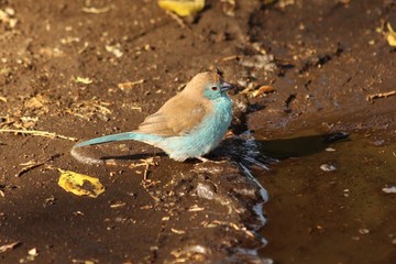 A blue waxbill - cordonbleu d'Angola