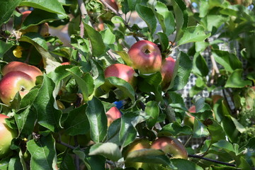 apples on tree