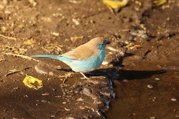 A blue waxbill - cordonbleu d'Angola