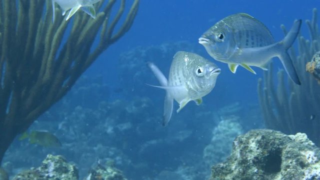 Close up of Yellowfin Mojarra in coral reef of the Caribbean Sea around Curacao