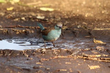 A blue waxbill - Un cordon bleu d'Angola