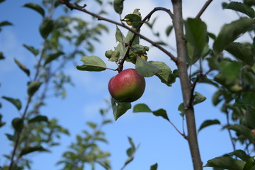 grasshopper on a green background on a summer day