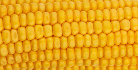 Corn seeds texture, macro, close up of raw yellow corn grains background