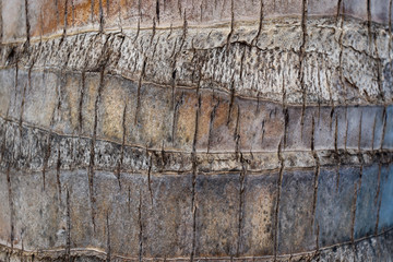 Tree texture with rough touch.