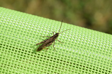 grasshopper on a green background on a summer day