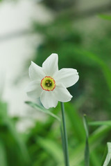 White spring narcissus flowers. tropical flower also known as daffodil, daffadowndilly, and jonquil.