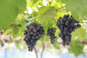 grapes on the vine