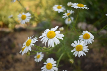 Fototapeta premium field of daisies