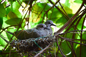 bird on a branch