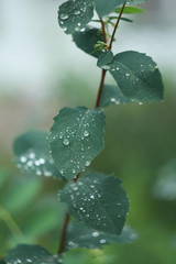 Wet flowering Symphoricarpos albus with a drop of water , common snowberry