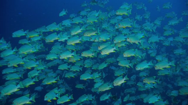 Huge school of yellow fish (Sailfin Snapper) swim past viewer in dark blue water