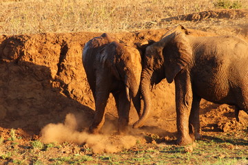 Elephant playing in the mud